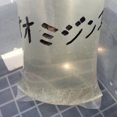 オオミジンコ　活餌　めだか　メダカ　金魚