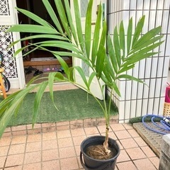 マニラヤシの中古が安い！激安で譲ります・無料であげます｜ジモティー
