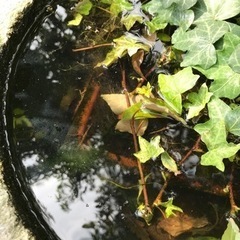 石臼 つくばい みかげ石