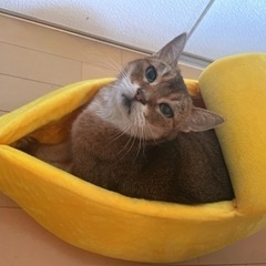 【美品】ペット用バナナベッド　愛犬　愛猫　小動物