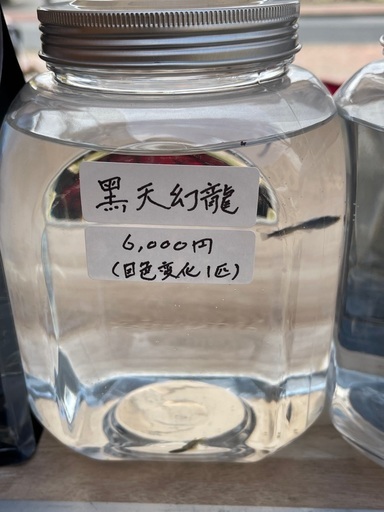 楓庵さんお薦め 黒天幻龍 メダカ 5匹