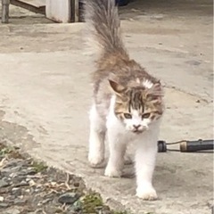 理想の里親様に決定しました！多数のお問合せありがとうございました...