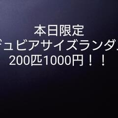 デュビア(爬虫類や熱帯魚のエサ)本日限定です