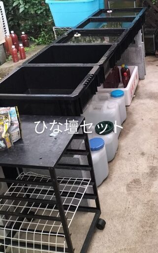 メダ活シーズン到来!メダカ水槽【ひな壇セット】メダカ