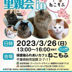 保護猫譲渡会