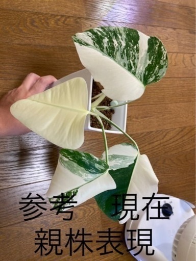 ホワイトモンステラ　斑入り