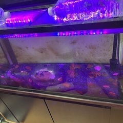 エンドリーケリー　生体　水槽セット エンドリーケリー 生体 水槽セット