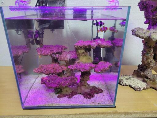 【決まりました】海水　水槽セット　サンゴ　海水魚　ニモ 決まりました】海水 水槽セット サンゴ 海水魚 ニモ