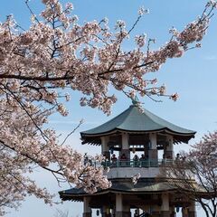 40代ゆるゆる山歩き ４月１日土曜 弘法山の桜絶景