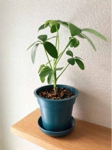 観葉植物　シェフレラ（カポック）③　27cm　ブルーカラーの3.5号の鉢と受け皿付き