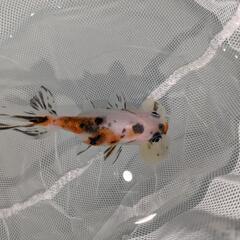 金魚　水泡眼✕２