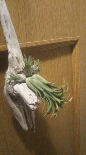 チランジア ティランジア エアプランツ | mgb-securitysafe.pt