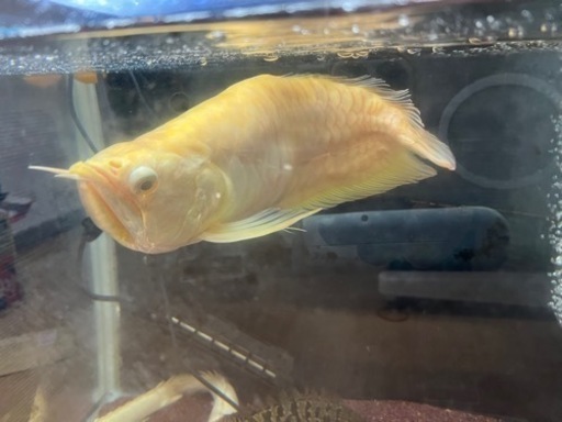 ショートボディアルビノシルバーをHPに掲載いたしました