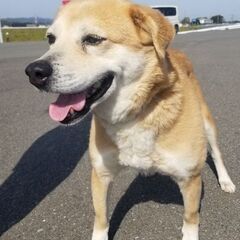 至急引き取って下さる方を探しています − 福岡県