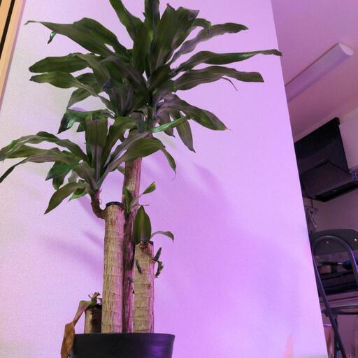 観葉植物　大きい観葉植物　ドラセナ　マッサンゲアナ