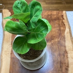 観葉植物　ゴムの木