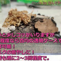 ダンゴムシを飼いませんか？アンバーダッキーやレモンブルー等