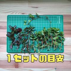 【水槽関連】水草　有茎草　パート6