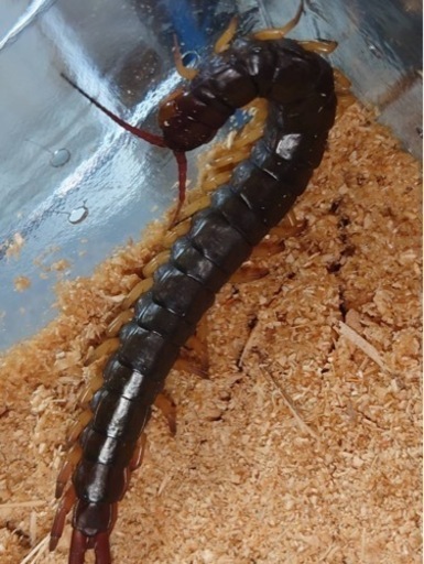 タイ産　オオムカデ