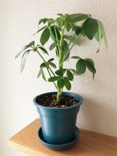 観葉植物　シェフレラ（カポック）④　28cm　ブルーカラーの3.5号の鉢と受け皿付き