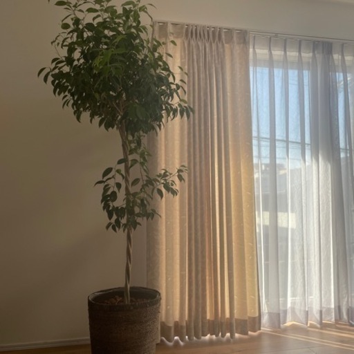 観葉植物　ベンジャミン