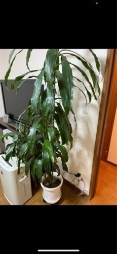 観葉植物