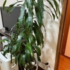 観葉植物