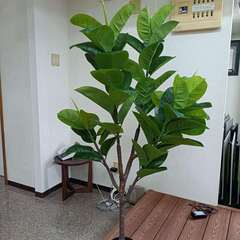 ➁【処分価格】新品 ゴムの木(150cm)　人工観葉植物 フェイ...