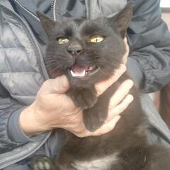 黒猫　メス　６ヶ月