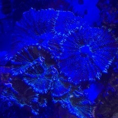 ヘアリーディスク　サンゴ