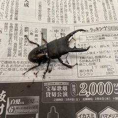 （決まりました）国産ヒラタクワガタ　♂♀ペア　産地不明