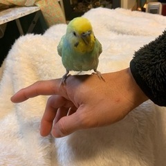 セキセイインコ　オス　２羽