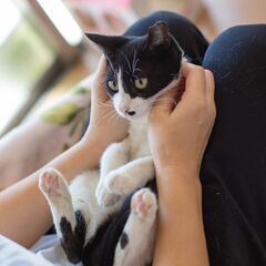 ３月19日(日)　三鷹で猫の譲渡会☀️☀️ハチワレの女のコ生後４ヶ月　よくなれていますよ！　飼い主不在確認すみ。 - 猫