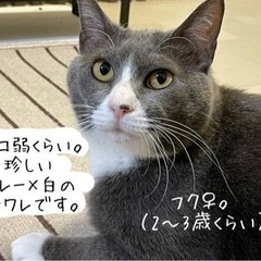 甘えっ子の女の子です！！の画像