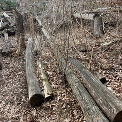 🌲薪用丸太／🌳約3年前に切り倒した丸太です。