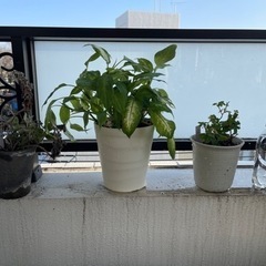 観葉植物セット　カランコエ・ベハレンシス、ディフェンバキア、ミニバラ