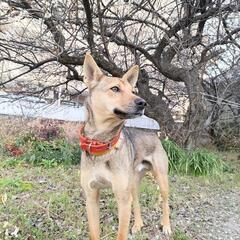 家族に優しく犬好き柴サイズ一歳去勢済 - 名古屋市