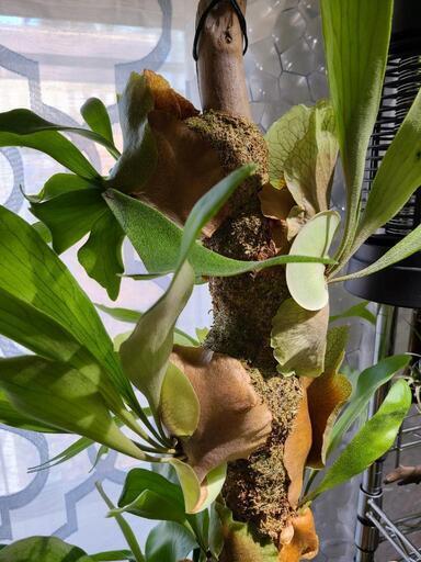 ビカクシダ ツリー！！ 値引き交渉可 ビカクシダ ツリー！！ 値引き交渉可