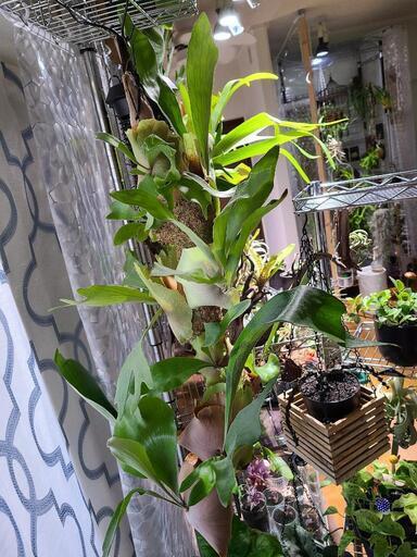 ビカクシダ ツリー！！ 値引き交渉可 ビカクシダ ツリー！！ 値引き交渉可