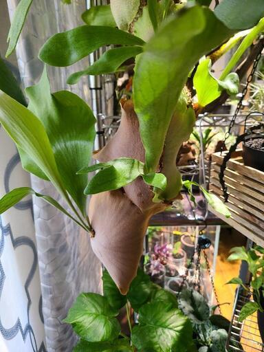 ビカクシダ ツリー！！ 値引き交渉可