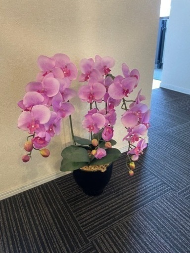 観葉植物