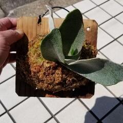 コウモリラン　ビカクシダ　ウィリンキーセルソタツタ　観葉植物