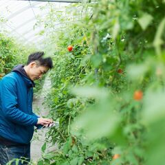 話題の農福連携！ミニトマトやほうれんそう等の栽培◎就労継続支援事...