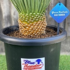 ユッカロストラータブルーサンダー ロストラータ ブルーサンダー