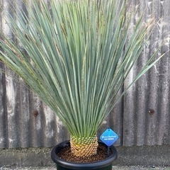 ユッカロストラータ ブルーサンダー