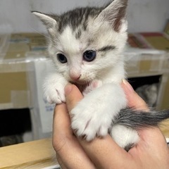 子猫オス、メス10匹います