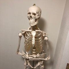 人体骨格模型166cm