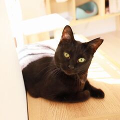 ☆クールビューティーな黒猫女子☆【お見合いも歓迎いたします】の画像