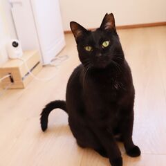 ☆クールビューティーな黒猫女子☆【お見合いも歓迎いたします】 - 松原市
