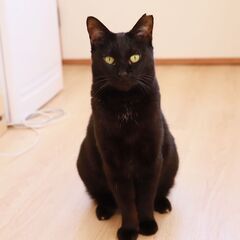 ☆クールビューティーな黒猫女子☆【お見合いも歓迎いたします】 - 猫